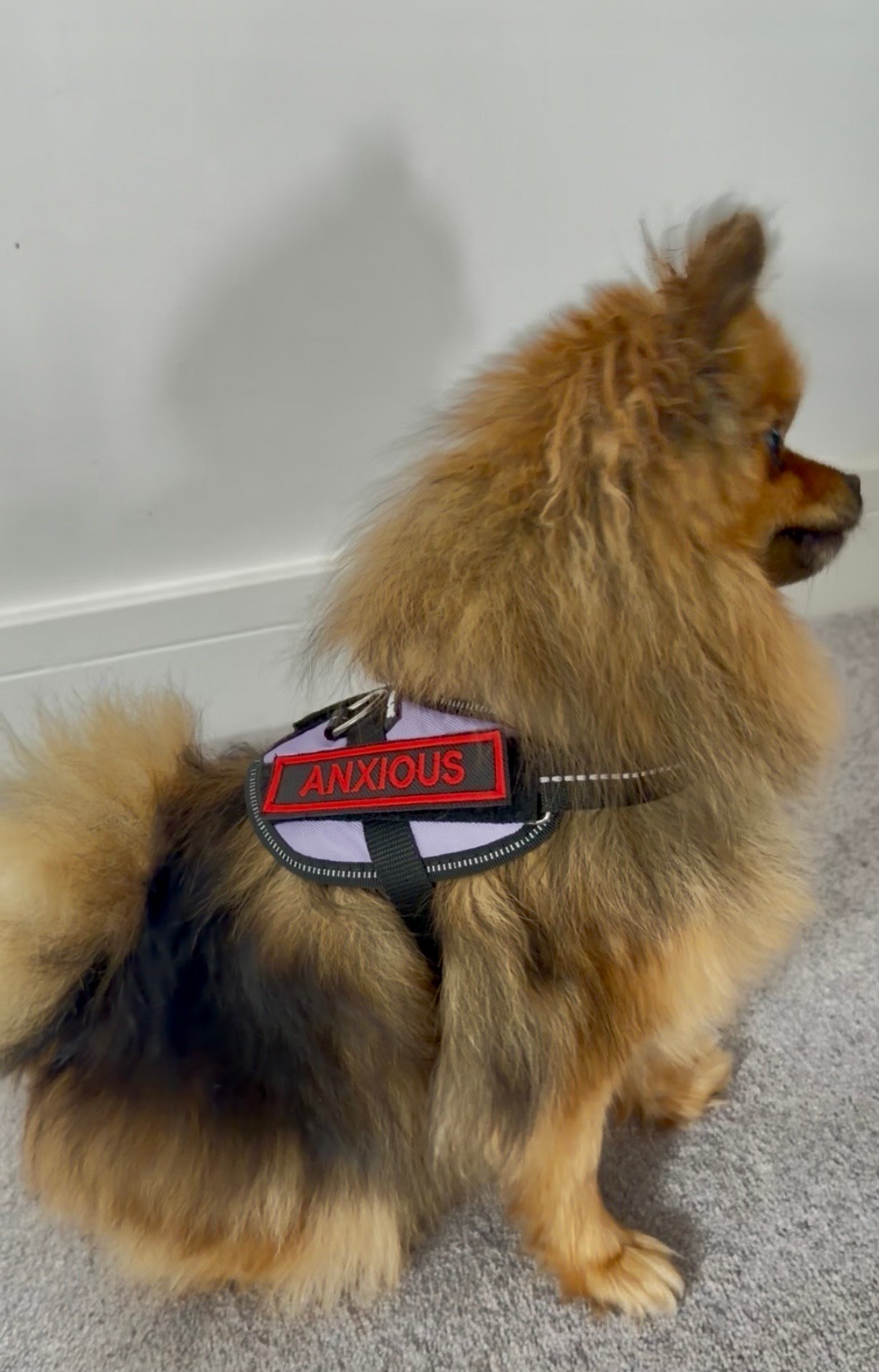Anxious Dog Velcro Harness Patch | Waterproof Canvas Warning Patch for Dogs | Reactive Dog Patch | Custom Thread Colour | Mini & Large Sizes - Image 2