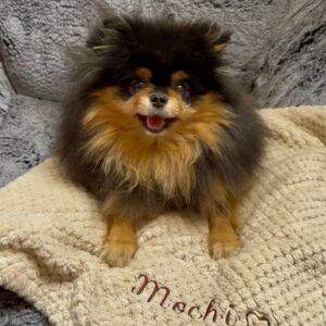 Personalised Pet Blanket - Custom Dog & Cat Blanket with Embroidered Name